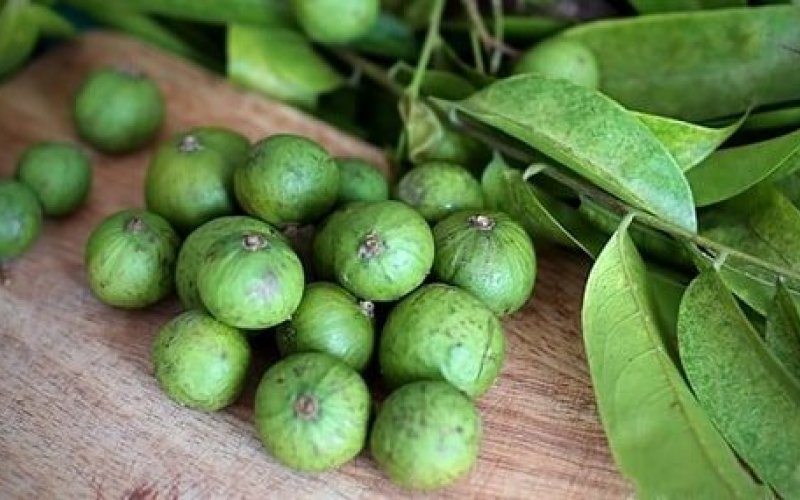 Mùa sấu…