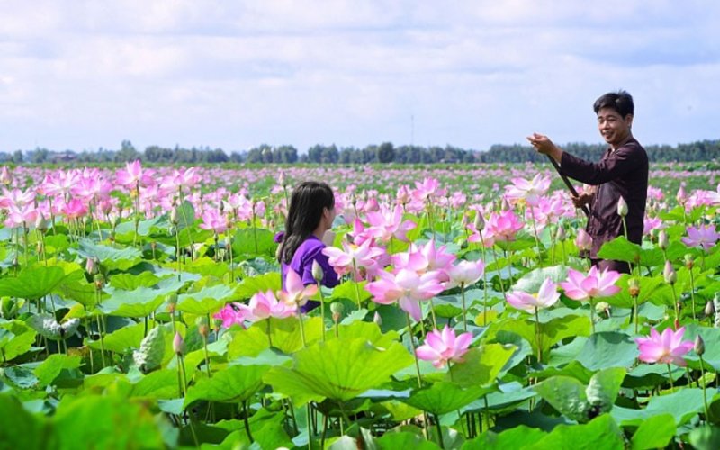 Mùa sen nở