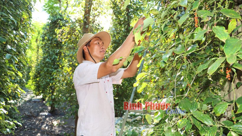 Mùa tiêu khởi sắc Mùa tiêu khởi sắc