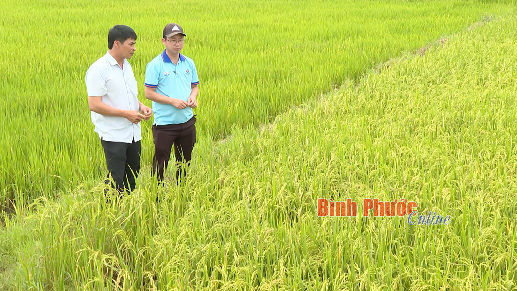 Mùa vàng trên biên giới Bù Ðốp
