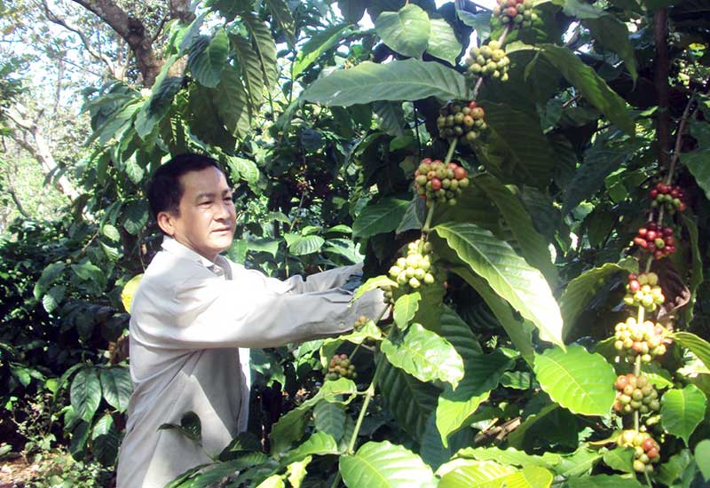 Mùa cà phê… đắng Mùa cà phê… đắng
