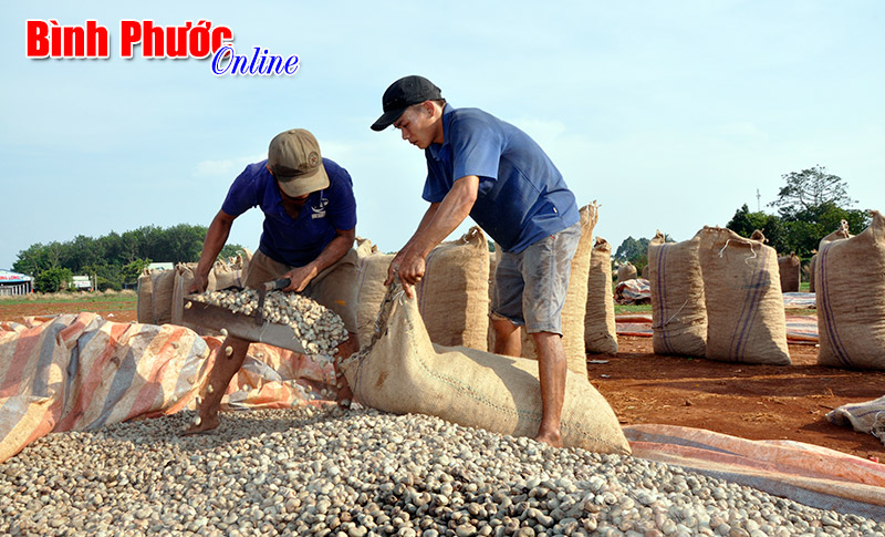 Giá điều cao, nông dân phấn khởi