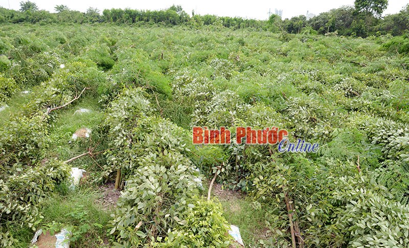 Mưa lốc làm thiệt hại hơn 15 ngàn nọc tiêu ở Bình Long Mưa lốc làm thiệt hại hơn 15 ngàn nọc tiêu ở Bình Long