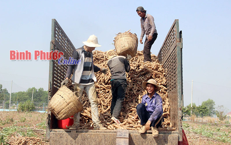 Mất mùa mì do khô hạn Mất mùa mì do khô hạn