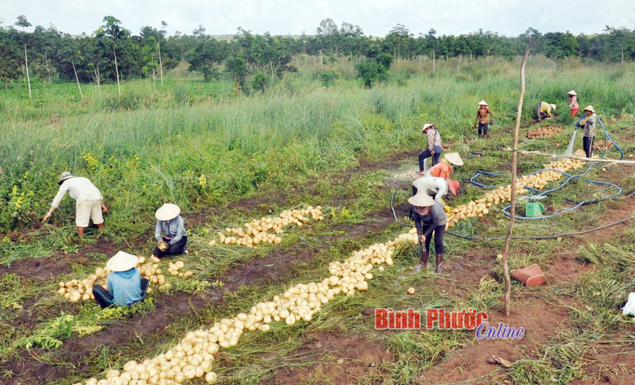 Mùa sắn nhạt Mùa sắn nhạt