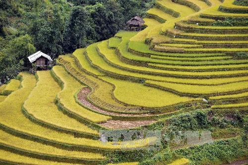 mucangchai.jpg