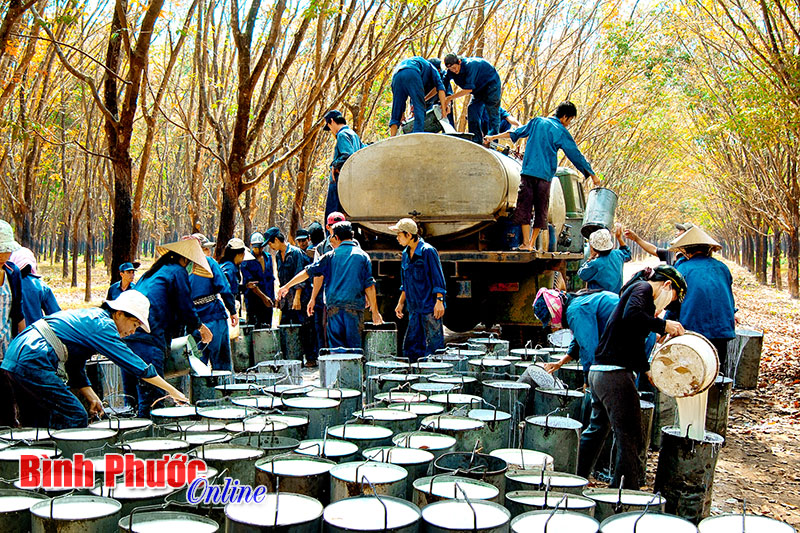 Doanh nghiệp sản xuất lốp xe hưởng lợi từ giá mủ cao su giảm Doanh nghiệp sản xuất lốp xe hưởng lợi từ giá mủ cao su giảm