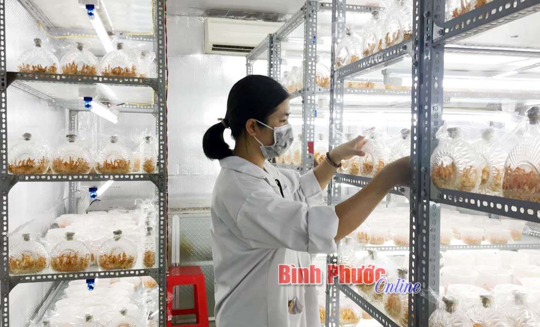 Hướng đi mới từ nấm đông trùng hạ thảo