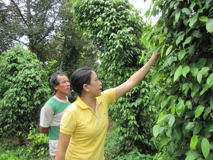 Năm 2012, thế giới vẫn thiếu hồ tiêu