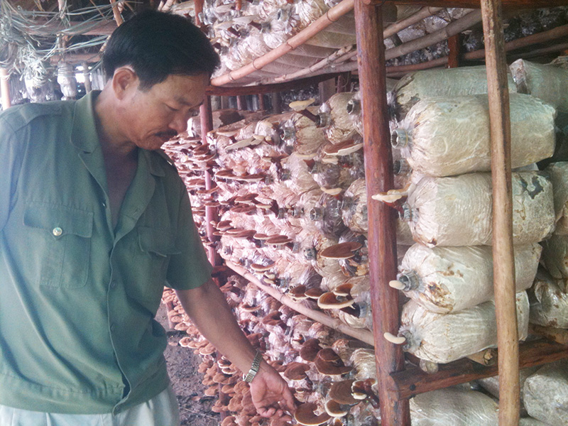 Trồng nấm linh chi cho thu nhập cao