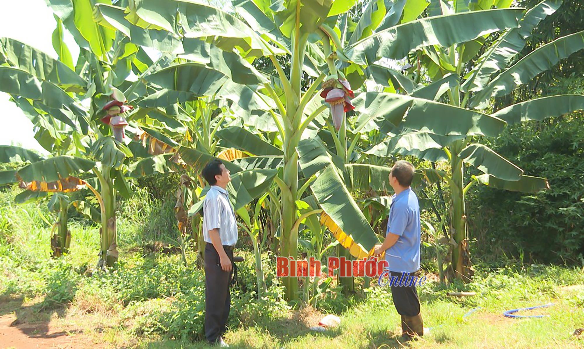 Nâng cao thu nhập từ giống chuối lạ