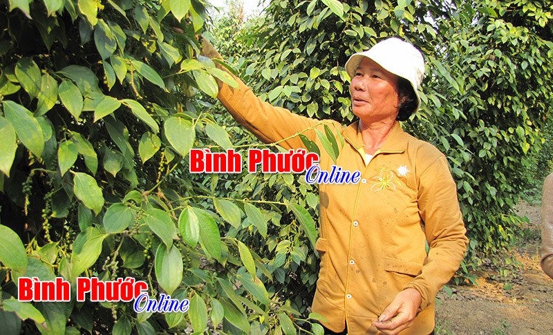 nangcaochatluong.jpg