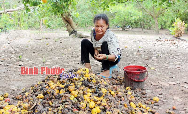 Năng suất điều ở Thanh An giảm 50% Năng suất điều ở Thanh An giảm 50%