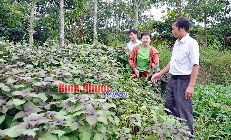 Gắn phát triển kinh tế với xây dựng đô thị văn minh Gắn phát triển kinh tế với xây dựng đô thị văn minh