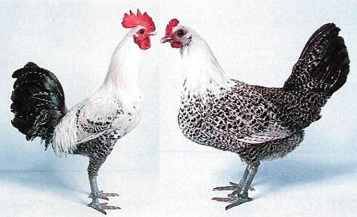 Con gà và đôi lứa Con gà và đôi lứa