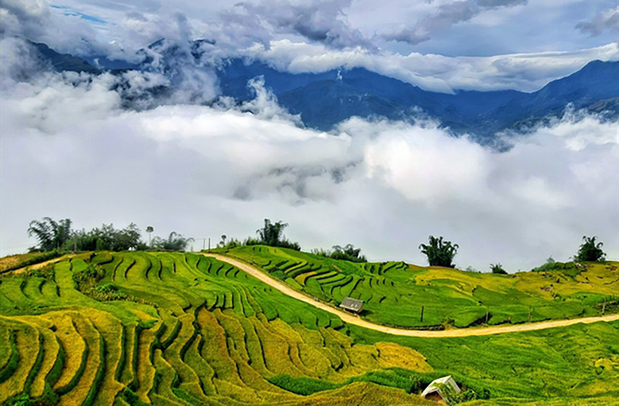 ngai-thau.jpg