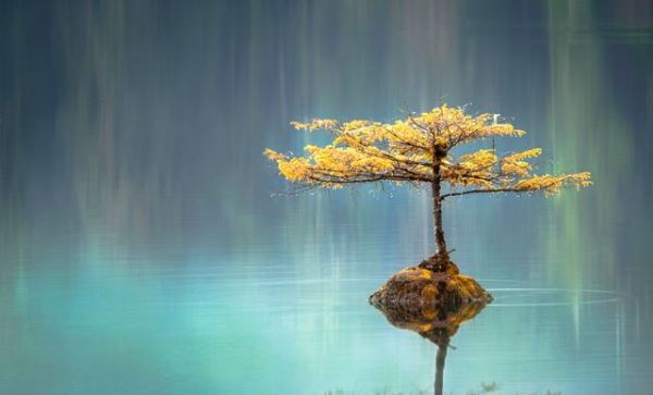 Ngậm bồ hòn làm ngọt