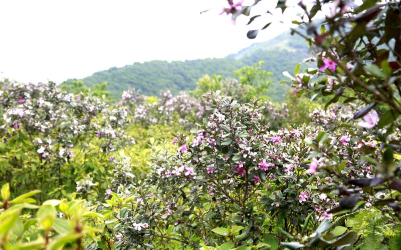 Ngắm hoa sim trên đồi Tình