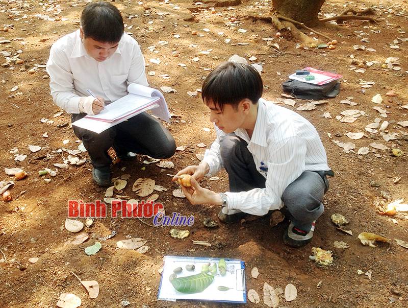 Ngành điều Bình Phước trước thời cơ và thách thức mới - Bài 1 Ngành điều Bình Phước trước thời cơ và thách thức mới - Bài 1