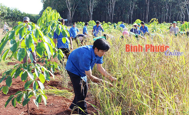 Ngày mùa của công trình thanh niên