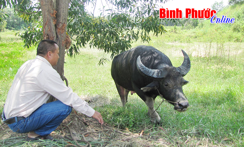Nghề nuôi trâu chọi Nghề nuôi trâu chọi