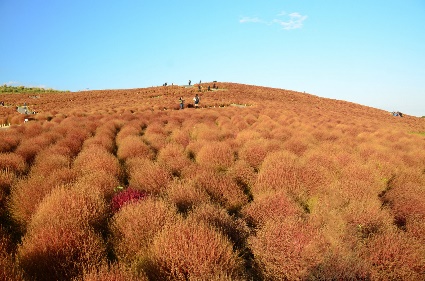 ngon-doi-922102018093635.jpg