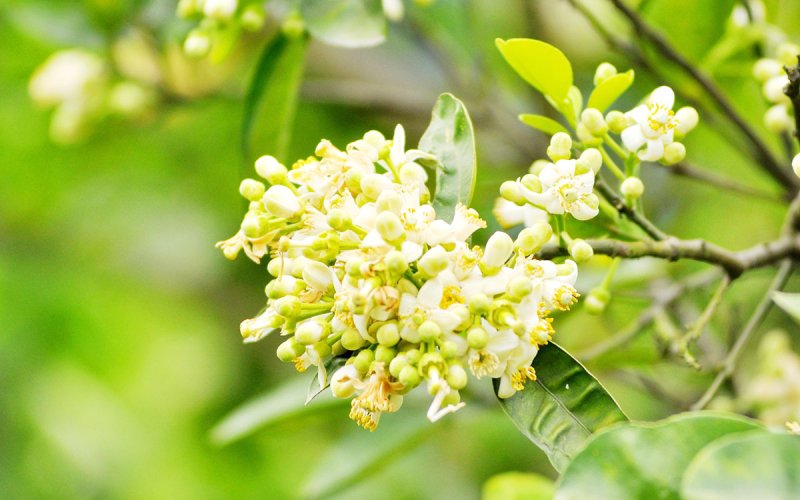 Ngọt ngào hương bưởi