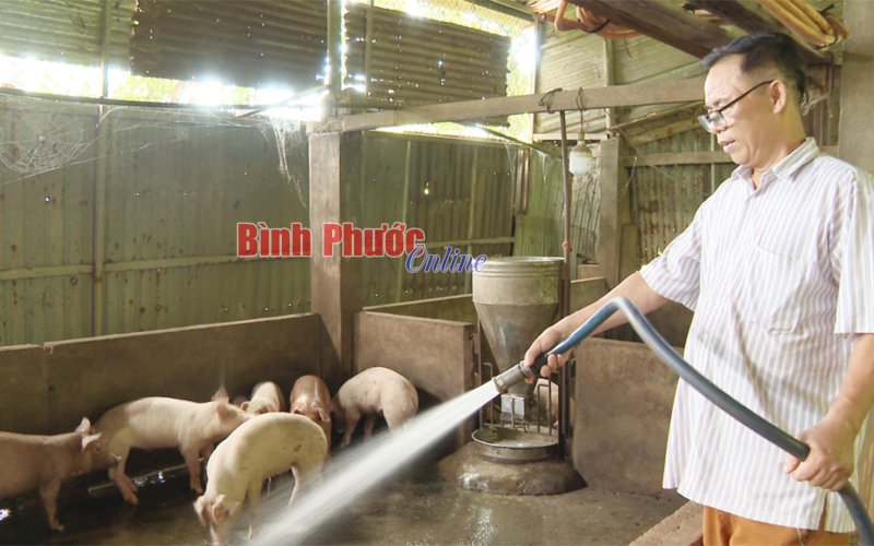 Người chăn nuôi chờ "giải cứu" Người chăn nuôi chờ "giải cứu"