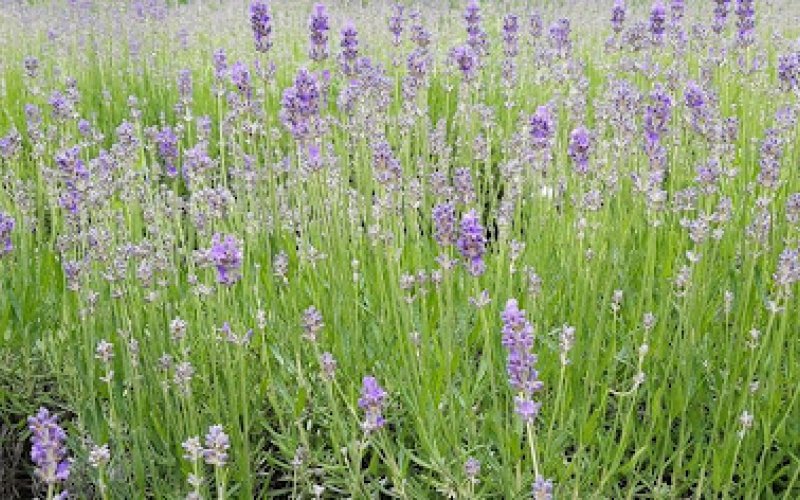 Người khôn, người dại Người khôn, người dại
