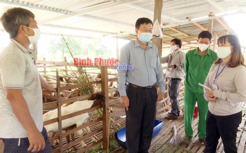 Người nuôi dê ở Lộc Ninh gặp khó