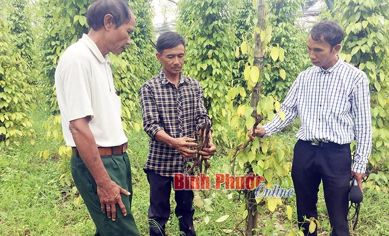 Người dân Đắk Ơ khốn đốn vì tiêu chết hàng loạt Người dân Đắk Ơ khốn đốn vì tiêu chết hàng loạt