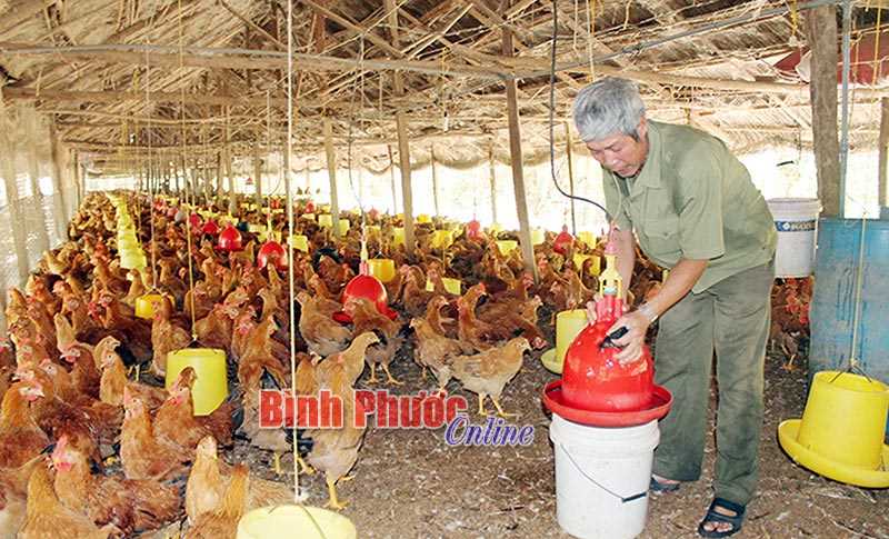 Xây dựng mô hình chăn nuôi an toàn hướng tới xuất khẩu Xây dựng mô hình chăn nuôi an toàn hướng tới xuất khẩu