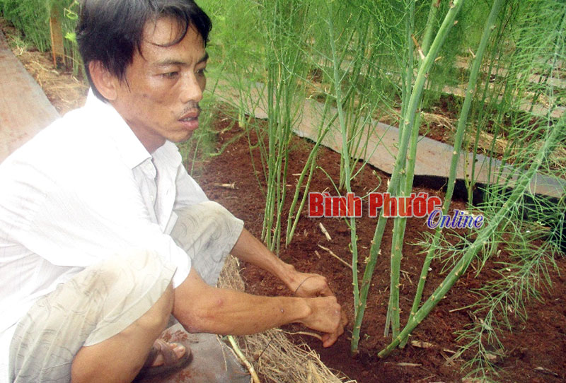 Người trồng măng tây “gồng mình” vượt khó