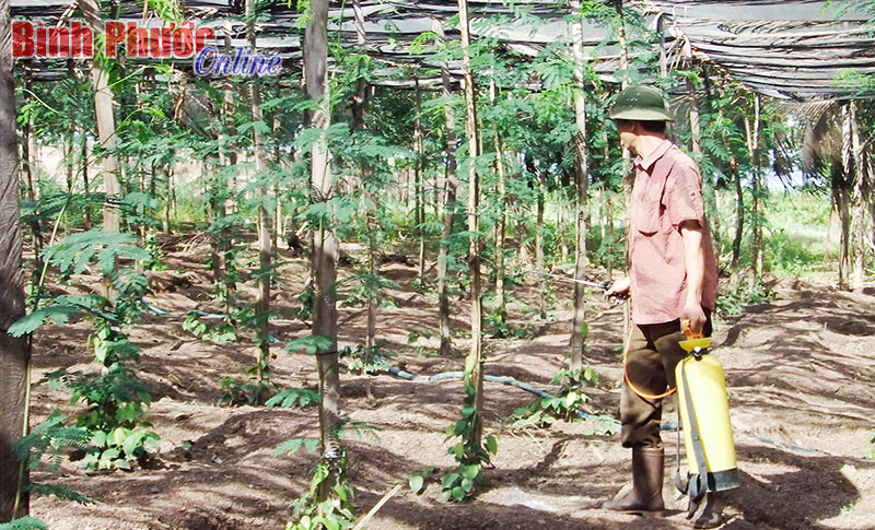 Người trồng tiêu đang “đánh bạc” với chính mình