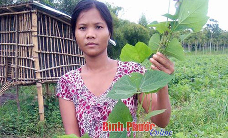 Nguy cơ “trắng tay” mùa sắn Nguy cơ “trắng tay” mùa sắn