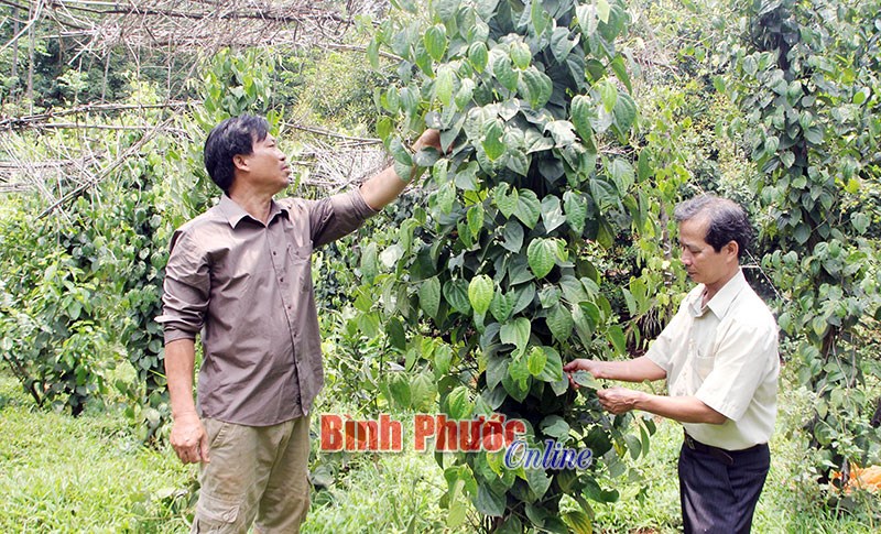 Hồ tiêu và con đường dẫn dắt thị trường thế giới - Bài 10 Hồ tiêu và con đường dẫn dắt thị trường thế giới - Bài 10