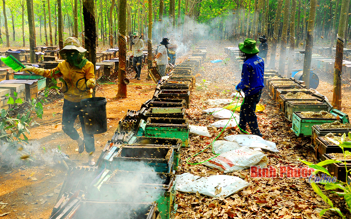 nh_6_quang_canh_buoi_thu_hoach_mat_ong_09561625042023.jpg