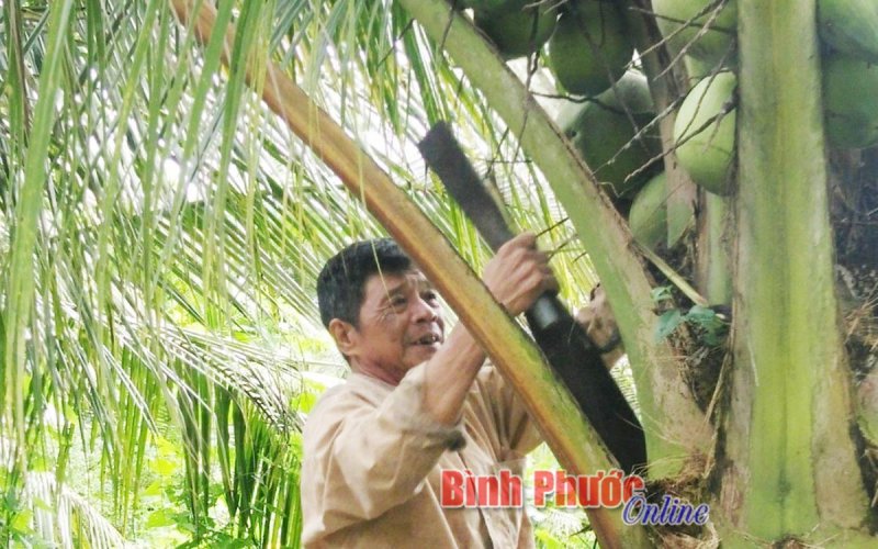 Nhà vườn thu nhập cao vụ tết