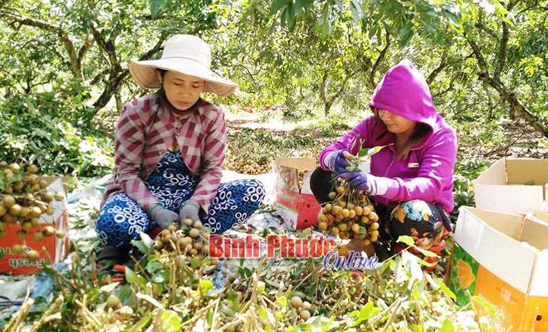 Tin vui cho người trồng nhãn ở Tiến Hưng Tin vui cho người trồng nhãn ở Tiến Hưng