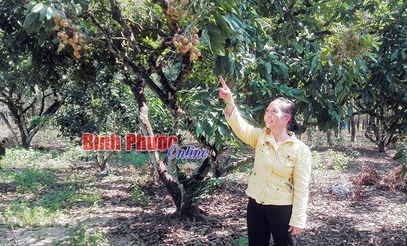 Nhãn mất mùa, rớt giá - người dân vẫn đầu tư, chăm sóc Nhãn mất mùa, rớt giá - người dân vẫn đầu tư, chăm sóc