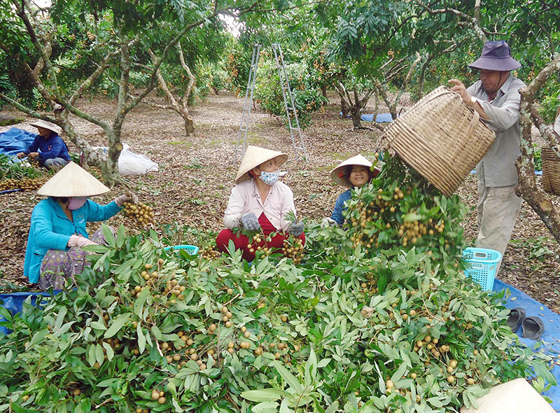 Mùa nhãn 2013: Được cả mùa lẫn giá