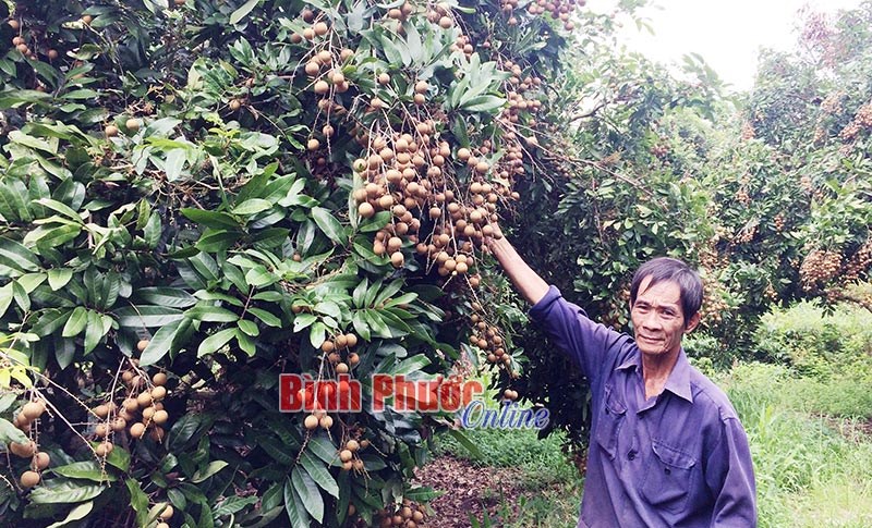 Mùa nhãn không trọn vẹn Mùa nhãn không trọn vẹn