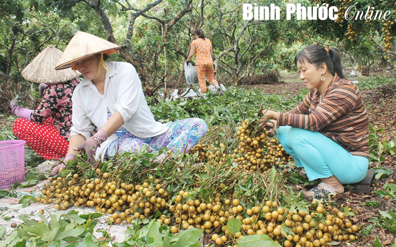 Nhãn được mùa nhưng lại rớt giá Nhãn được mùa nhưng lại rớt giá