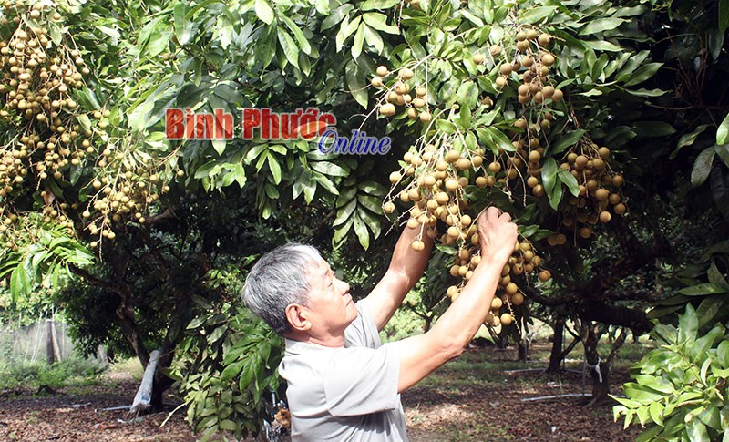 Nhà nông nên thận trọng tái canh trồng mới Nhà nông nên thận trọng tái canh trồng mới