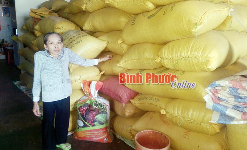 Nhà nông Bù Đốp với nỗi lo tiêu mất mùa, rớt giá Nhà nông Bù Đốp với nỗi lo tiêu mất mùa, rớt giá