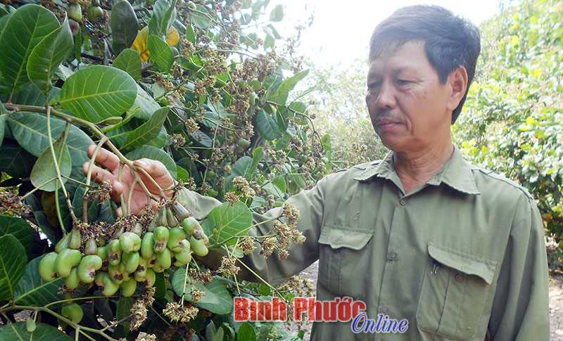 Nhà nông Phan Văn Tiến trồng điều năng suất cao Nhà nông Phan Văn Tiến trồng điều năng suất cao