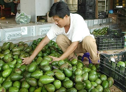 Nhà nông với việc chuyển đổi giống cây trồng Nhà nông với việc chuyển đổi giống cây trồng