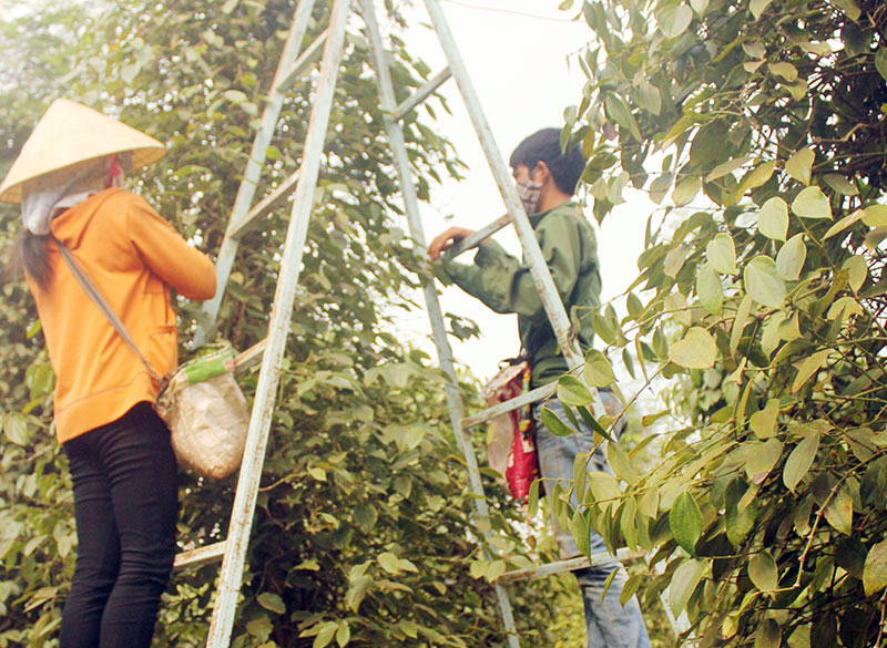 Nhà vườn không nên bán tiêu ồ ạt