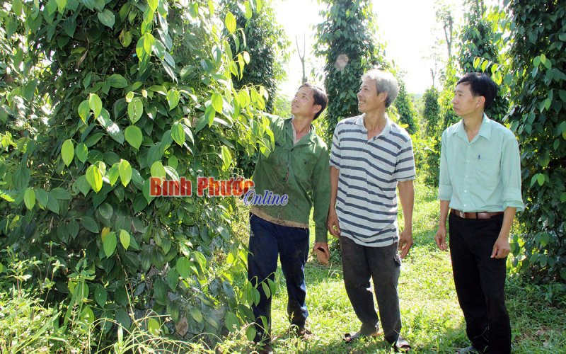 Nhiều cơ hội từ chuỗi liên kết