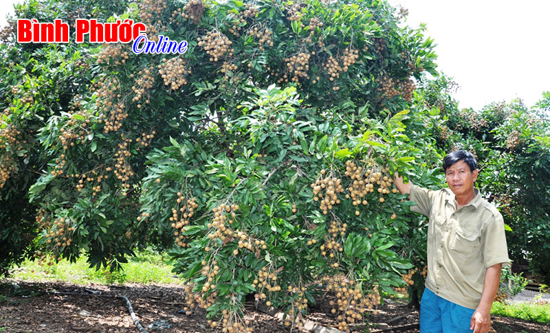 Nhộn nhịp mùa nhãn ở Thanh Lương Nhộn nhịp mùa nhãn ở Thanh Lương